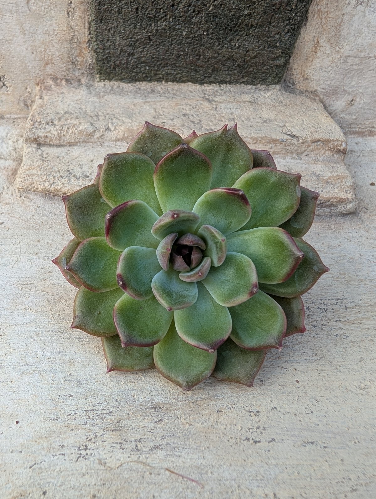 ブラックアイズ エケベリア カット苗 | 多肉植物カット苗の通販