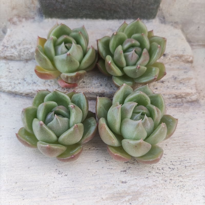 ホワイトローズ エケベリア カット苗 | 多肉植物カット苗の通販