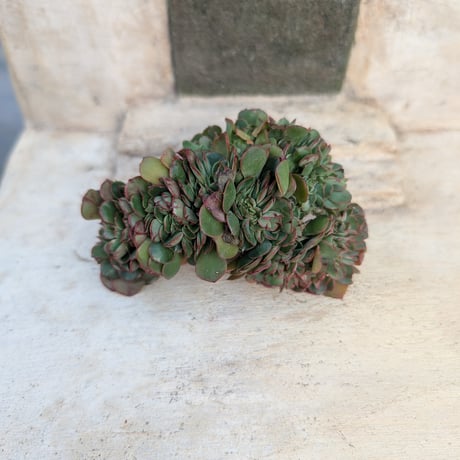 商品一覧 | 多肉植物カット苗の通販 | エケベリア(韓国苗)多肉 商品一覧 | 多肉植物カット苗の通販 | エケベリア(韓国苗)多肉