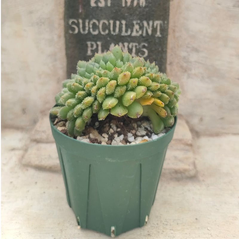 キャロル綴化 エケベリア 抜き苗 | 多肉植物カット苗の通販