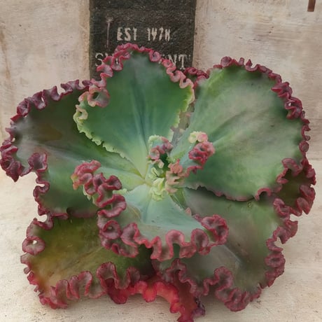 多肉植物カット苗の通販 | エケベリア(韓国苗)多肉植物専門店