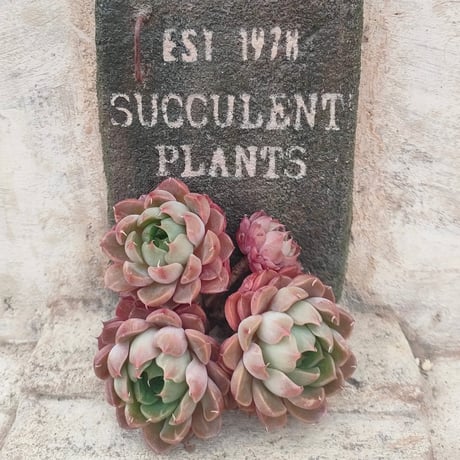 商品一覧 | 多肉植物カット苗の通販 | エケベリア(韓国苗)多肉植物専門