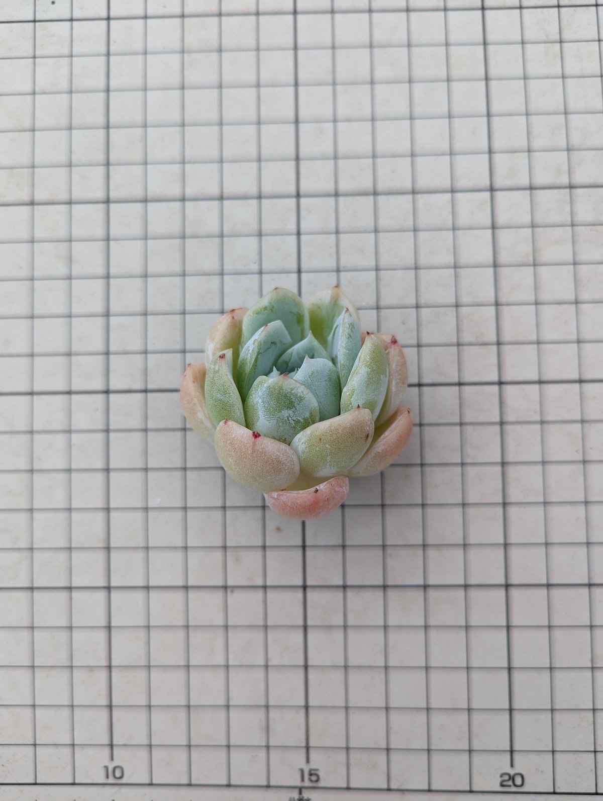 チェリーブロッサム エケベリア カット苗 | 多肉植物カット苗の通販