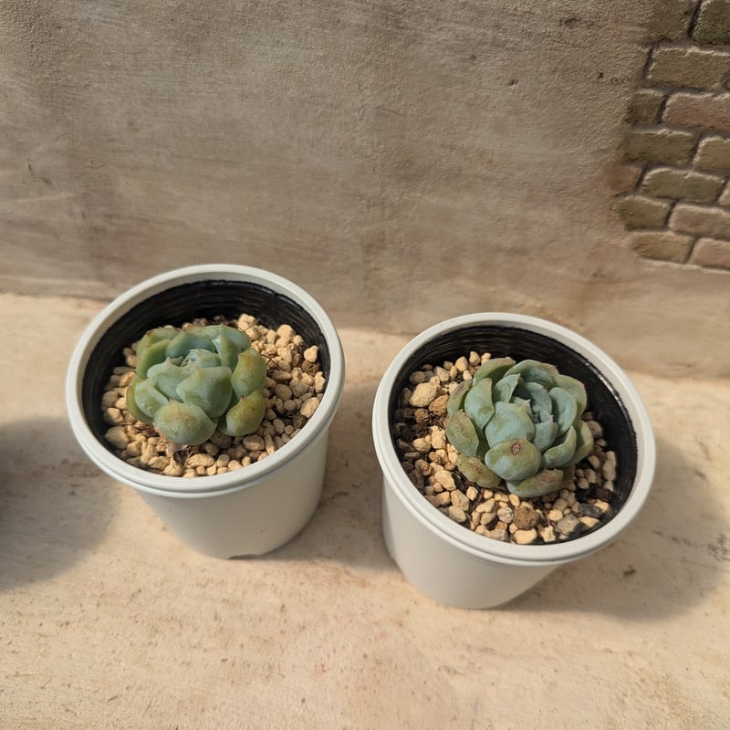 レモンベリー エケベリア 抜き苗 | 多肉植物カット苗の通販 