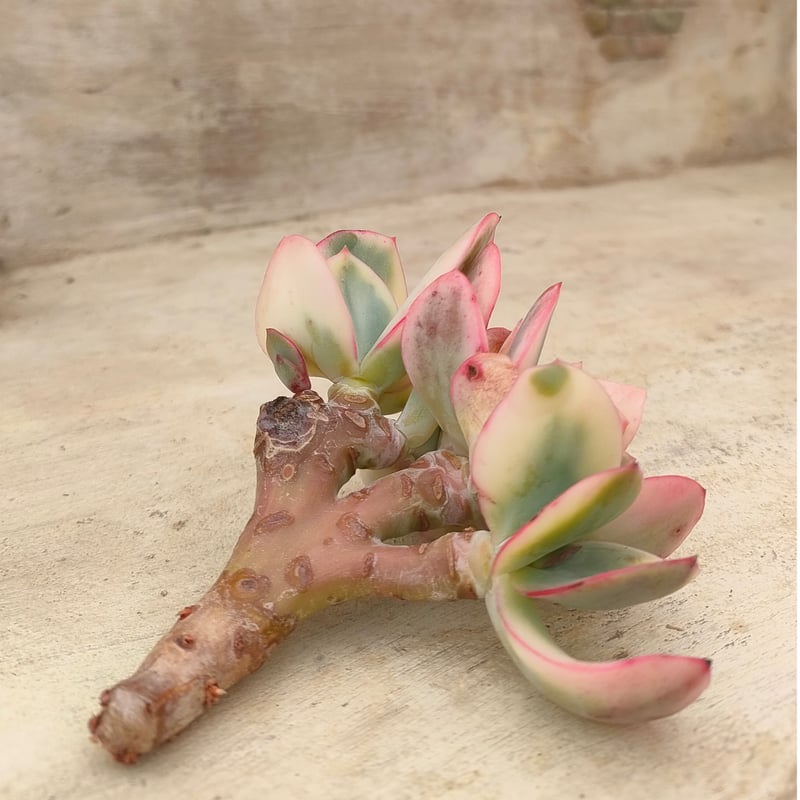 ジュリア錦綴化エケベリア カット苗 | 多肉植物カット苗の通販