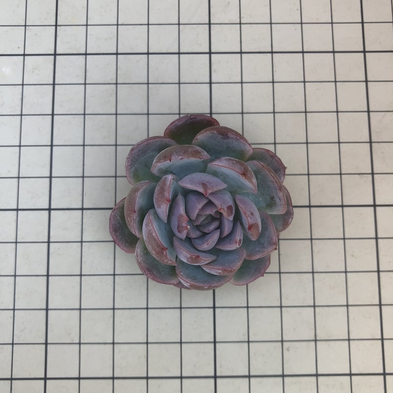 カット苗♥️ツインベリー✕毒ドラゴン✨ カット苗♥️ツインベリー✕毒ドラゴン✨