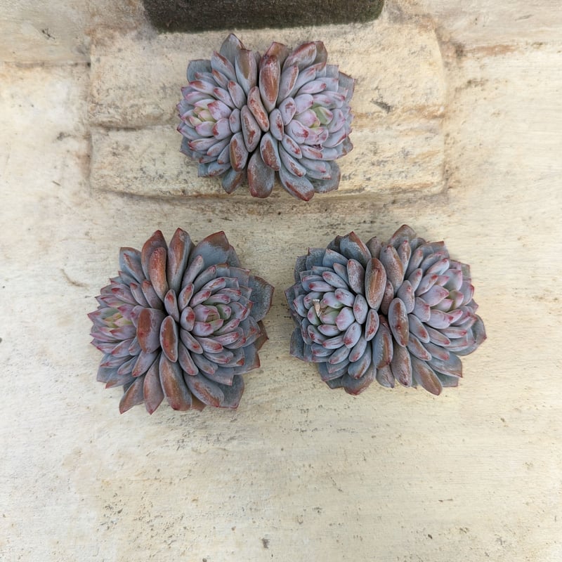 ジェイドモンロー エケベリア カット苗 | 多肉植物カット苗の通販