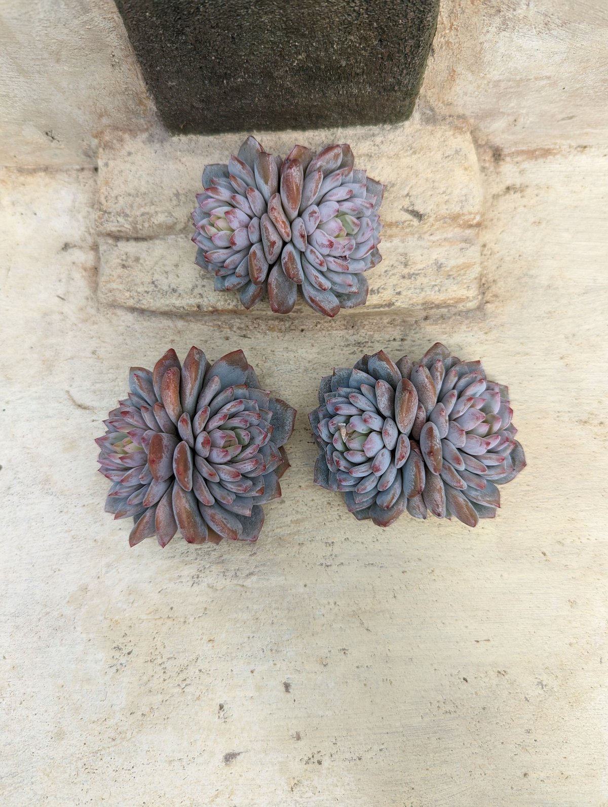 ジェイドモンロー エケベリア カット苗 | 多肉植物カット苗の通販