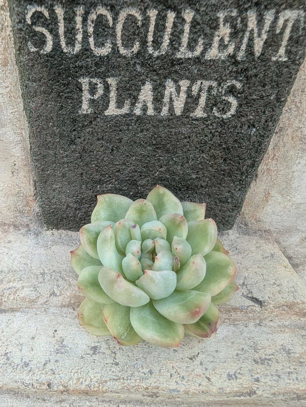 ま*こ様 A334 イチゴアイス錦 18株 多肉植物 抜き苗 エケベリア 韓国苗