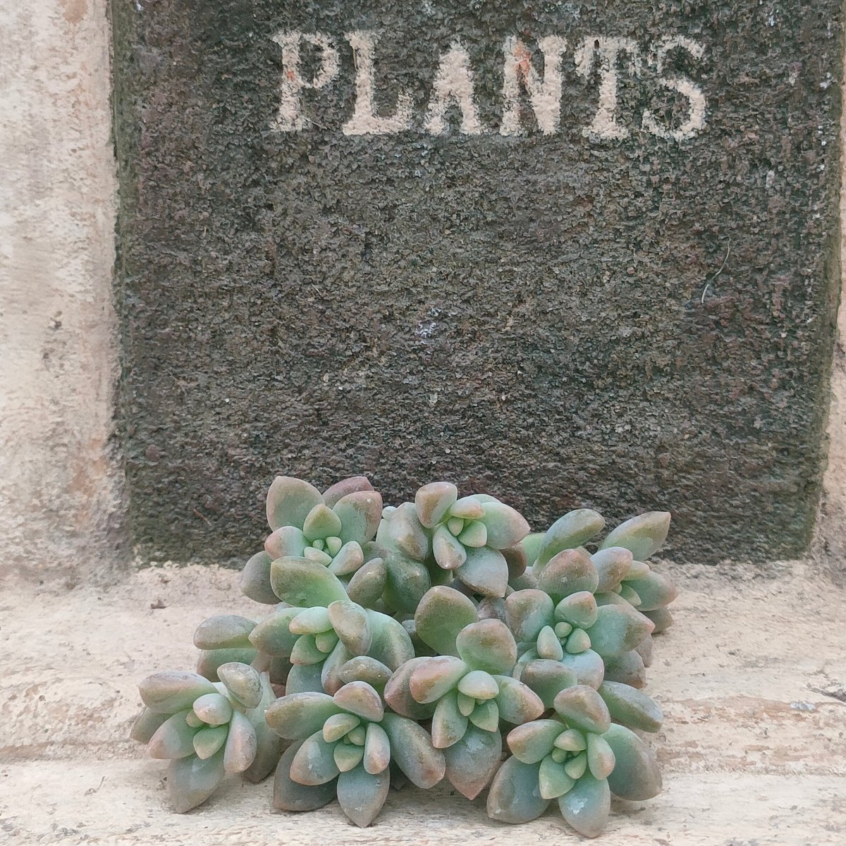 姫秋麗×プロリフィカ カット苗 10カット | 多肉植物カット苗の通販