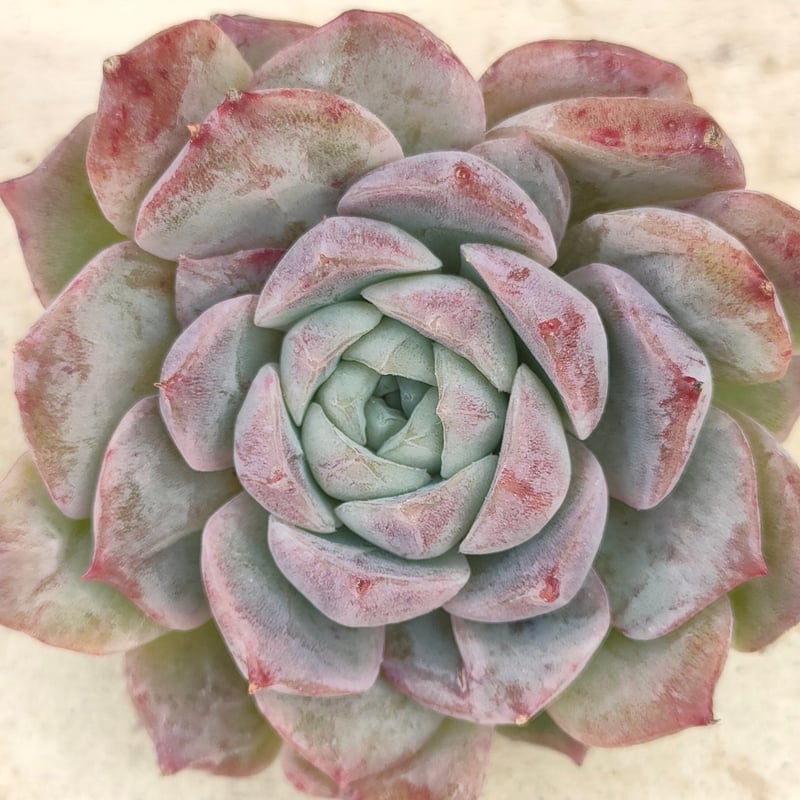 ロザリア エケベリア カット苗 | 多肉植物カット苗の通販 | エケベリア