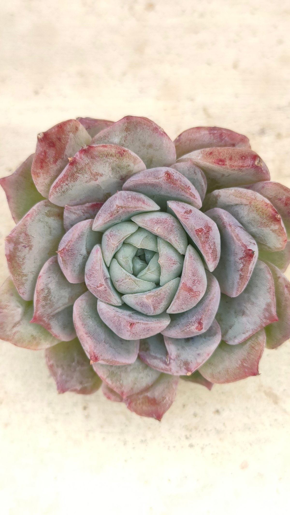 ロザリア エケベリア カット苗 | 多肉植物カット苗の通販 | エケベリア