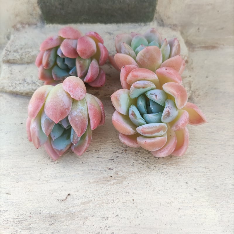 アニー エケベリア カット苗 | 多肉植物カット苗の通販 | エケベリア