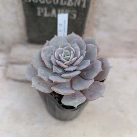 韓国多肉カット苗 商品一覧 | 多肉植物カット苗の通販 | エケベリア(韓国苗)多肉植物専門