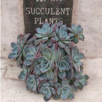 ピンクプリティ錦 グラプトベリア カット苗 | 多肉植物カット苗の通販