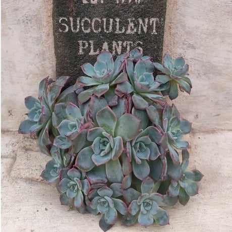 韓国多肉カット苗 韓国苗】多肉植物 カット苗 セット B 商品一覧