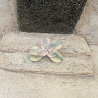 ナイチンゲール エケベリア カット苗 | 多肉植物カット苗の通販