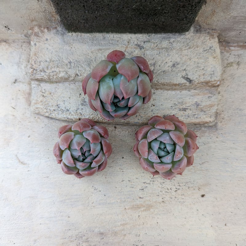 Srmke様ご確認用・多肉☆ピンクバタフライ・３苗 PREMIUM】 抜き苗 ピンクバタフライ 3頭群生 Echeveria 'Pink