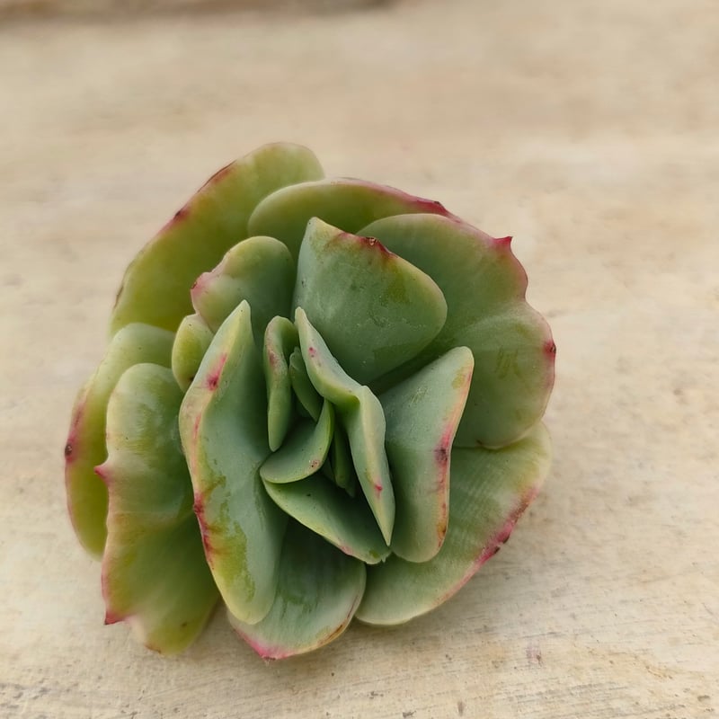 ピーチプリデ錦 エケベリア カット苗 | 多肉植物カット苗の通販