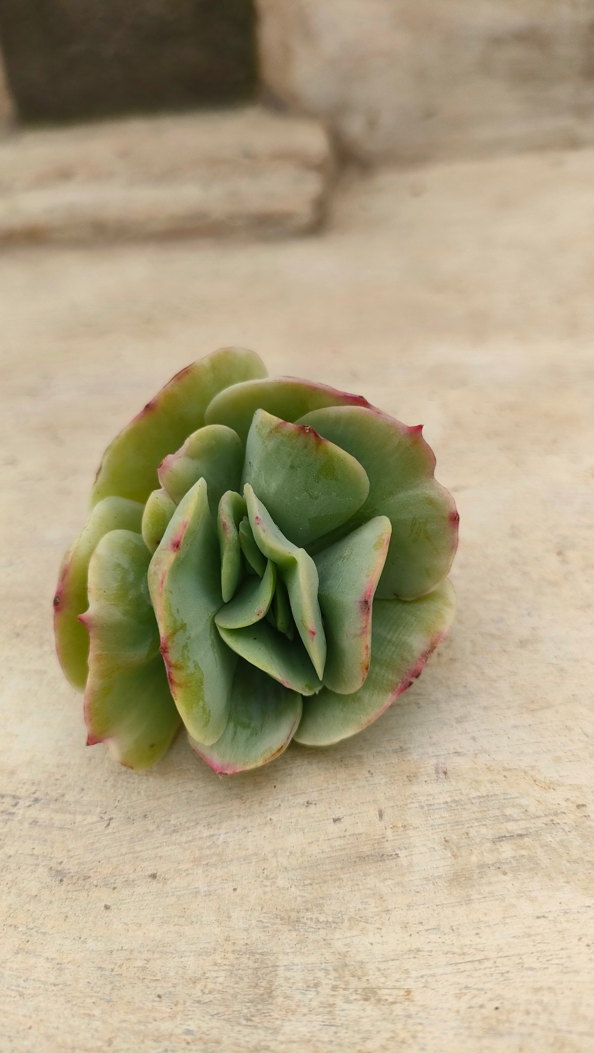 ピーチプリデ錦 エケベリア カット苗 | 多肉植物カット苗の通販