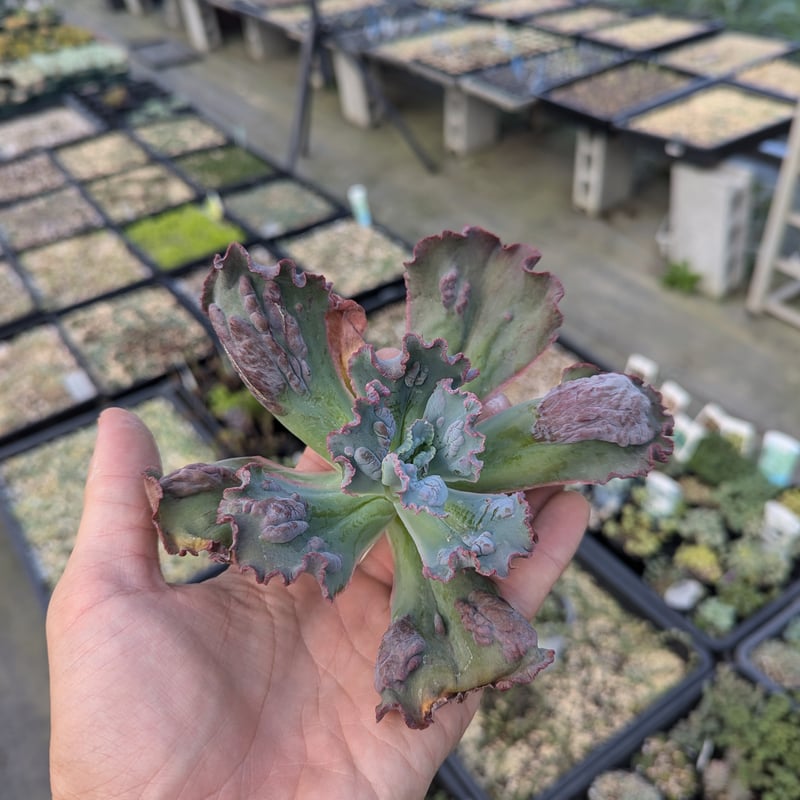 韓国多肉カット苗 韓国苗】カット苗5種セット 多肉植物 多肉植物 Dia Lily 通販