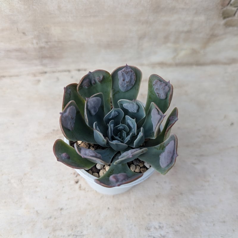 レインドロップス エケベリア 抜き苗 | 多肉植物カット苗の通販