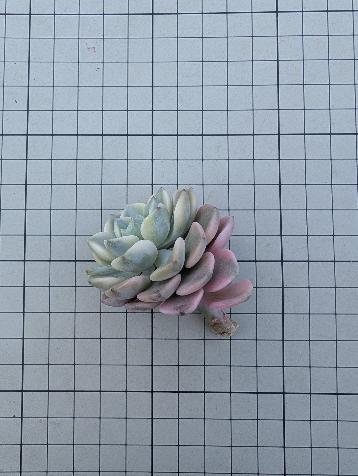 多肉植物　レア　ピンクブロリー錦　輸入苗　カット苗✨美斑✨ ピンクプリティ錦 グラプトベリア カット苗 | 多肉植物カット苗の通販