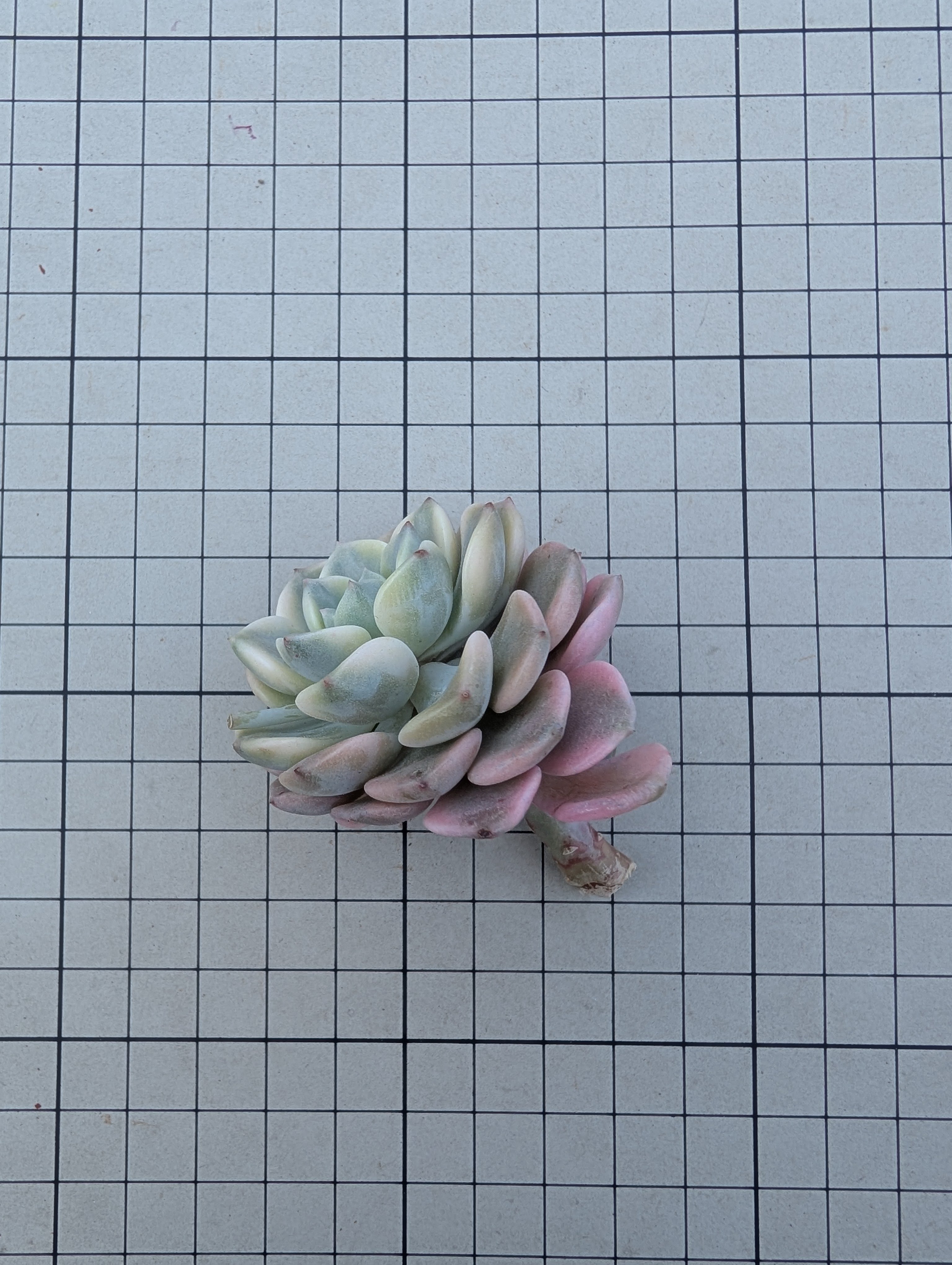 ピンクプリティ錦 グラプトベリア カット苗 | 多肉植物カット苗の通販