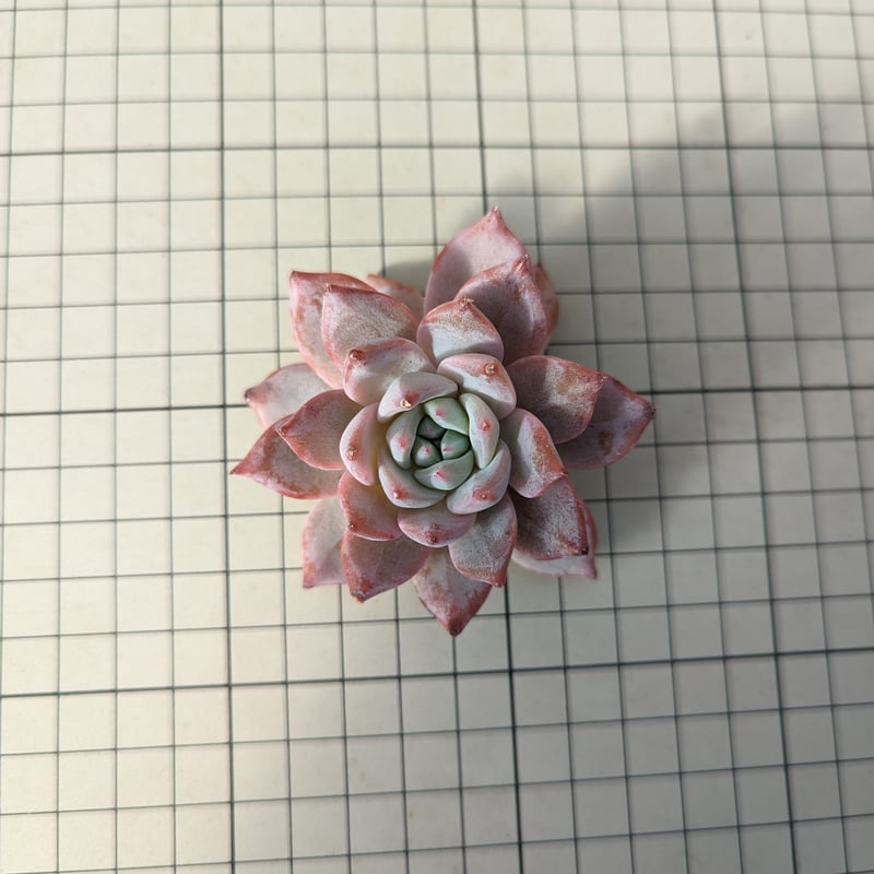 ブルーバード エケベリア カット苗 | 多肉植物カット苗の通販