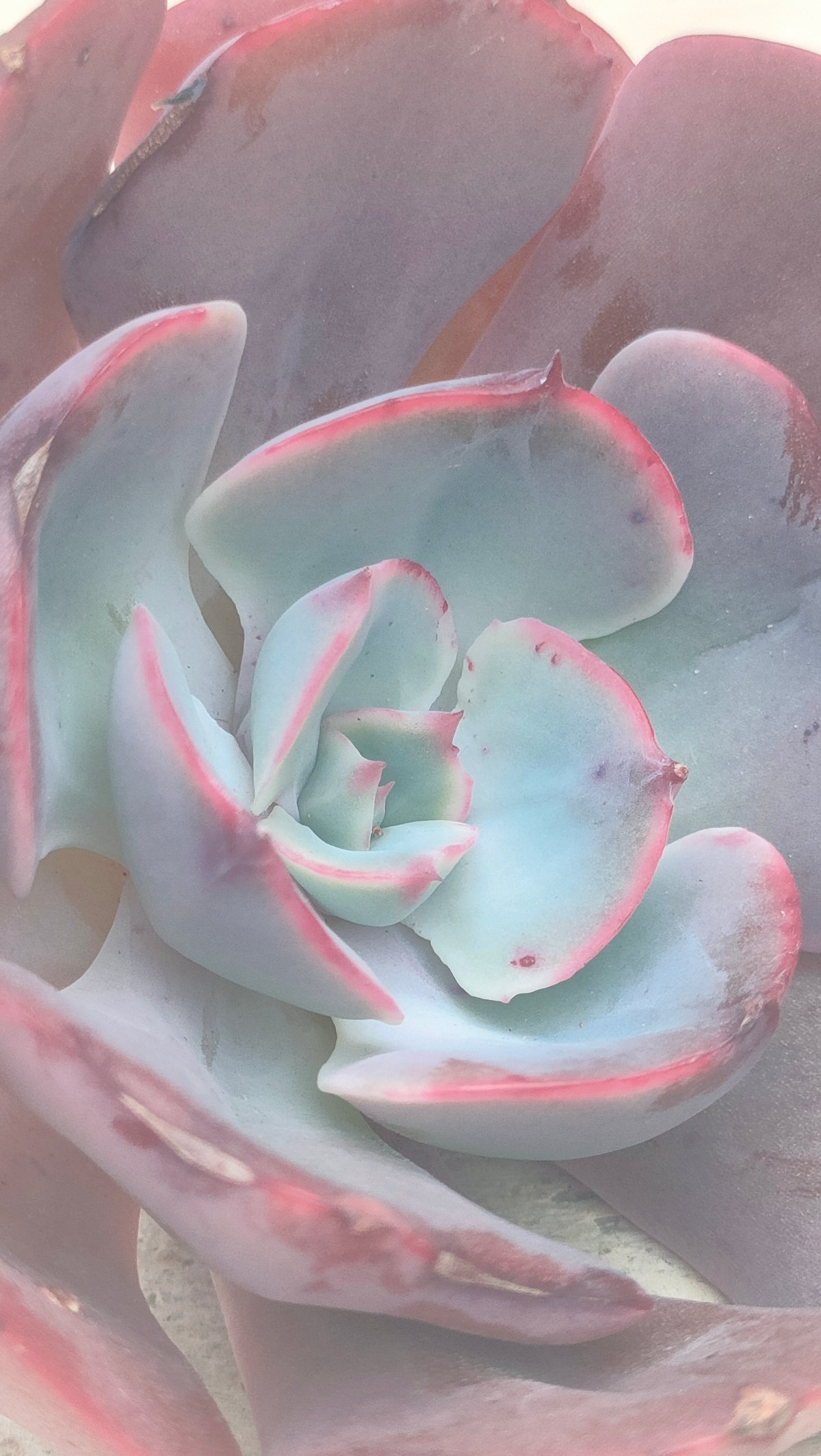 ミューズリー エケベリア カット苗 | 多肉植物カット苗の通販