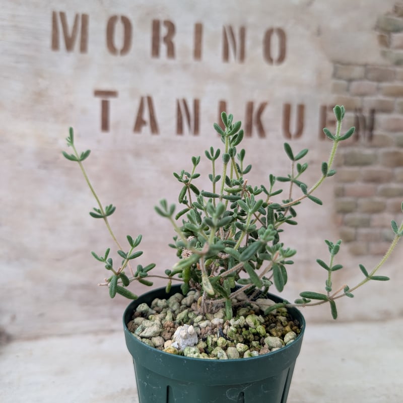 ドロサンテマム 紅宝石 土付き 宅急便発送 | 多肉植物カット苗の通販