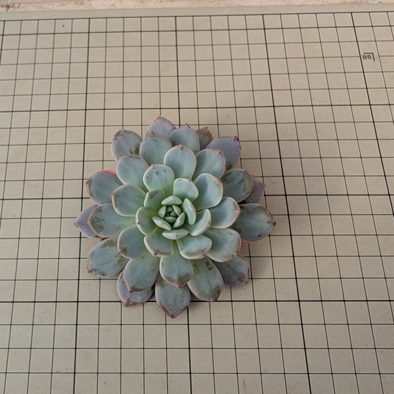 ラフィネ エケベリア カット苗 | 多肉植物カット苗の通販 | エケベリア