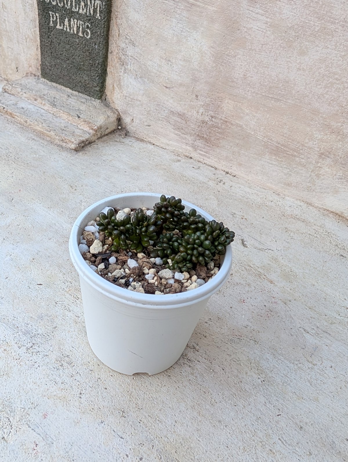 レッドベリー綴化 エケベリア 抜き苗 | 多肉植物カット苗の通販
