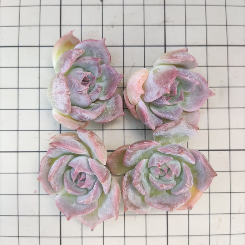 ピカチュウ エケベリア カット苗 | 多肉植物カット苗の通販