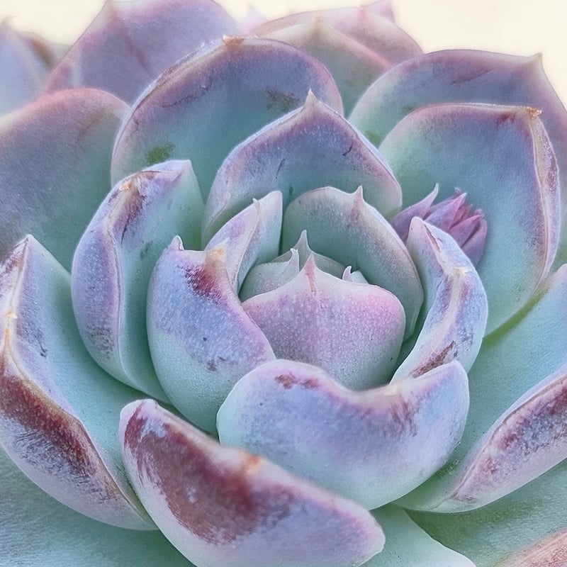 リッチブルー エケベリア カット苗 | 多肉植物カット苗の通販