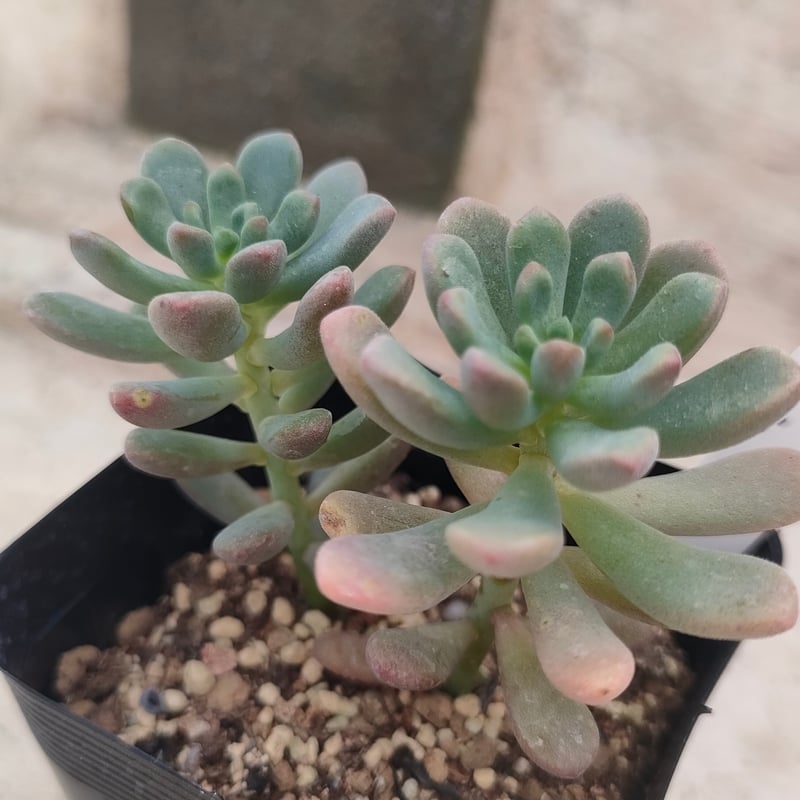 に*。様 乙女心×バルシー 多肉植物抜き苗うに に*。様 乙女