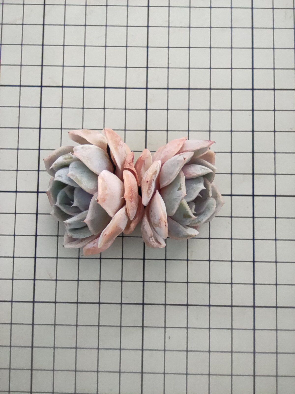 ブルーサプライズ エケベリア カット苗 2頭 | 多肉植物カット苗の通販