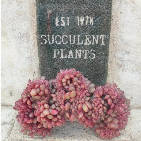 多肉植物カット苗の通販 | エケベリア(韓国苗)多肉植物専門店 | 森の多肉園