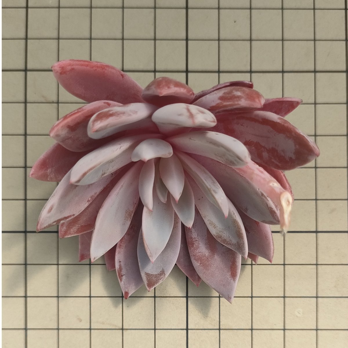 デルル◎多肉植物 カット苗 韓国苗 エケベリア等 パイレーツ◎多肉植物 カット苗 韓国苗 エケベリア等 - メルカリ