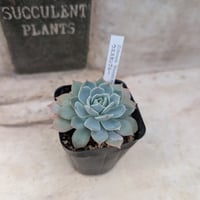 カンテ エケベリア カット苗 | 多肉植物カット苗の通販 | エケベリア