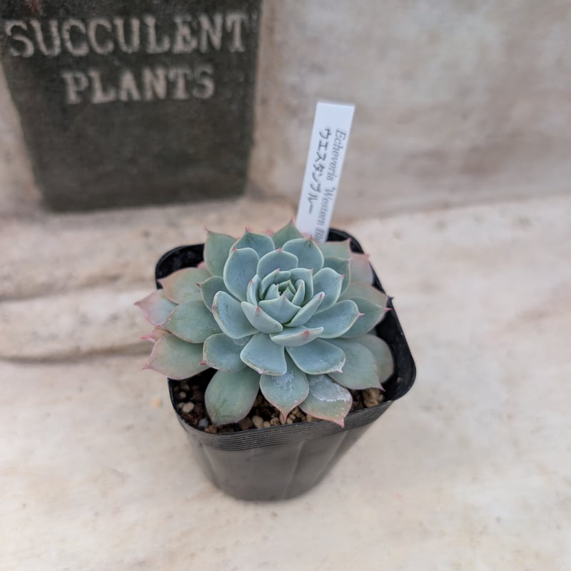 ウェスタンブルー エケベリア 抜き苗 | 多肉植物カット苗の通販