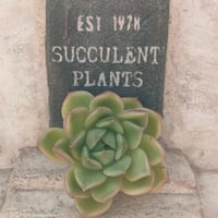 No.529 ❁エリークイーン❁ カット苗 多肉植物 寄せ植え No.529 ❁エリークイーン❁ カット苗 多肉植物 寄せ植え No.529 ❁エリー