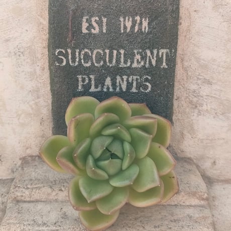 多肉植物カット苗の通販 | エケベリア(韓国苗)多肉植物専門店 | 森の多肉園