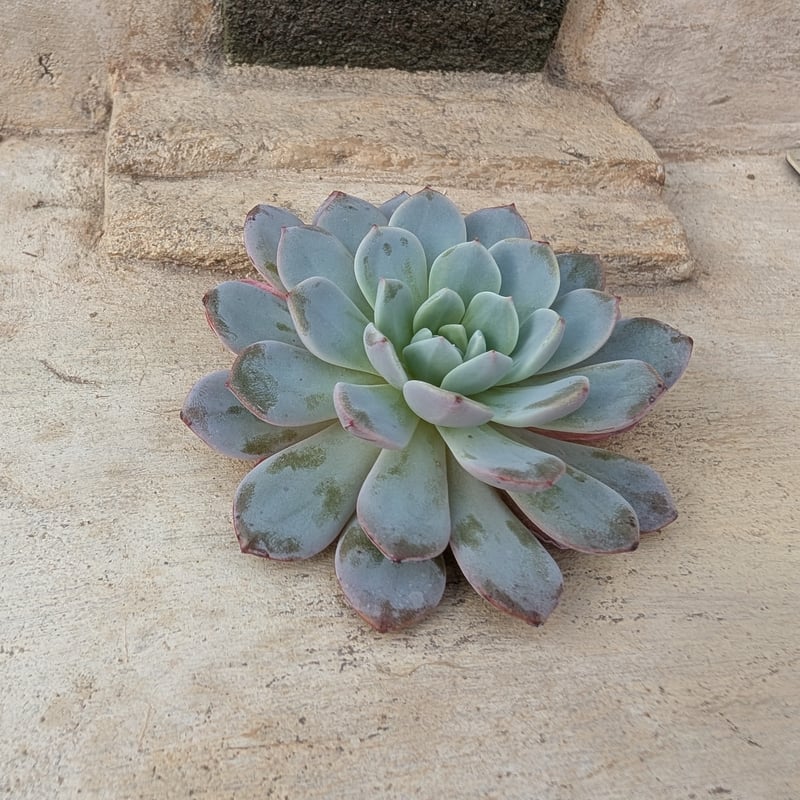 ラフィネ エケベリア カット苗 | 多肉植物カット苗の通販 | エケベリア