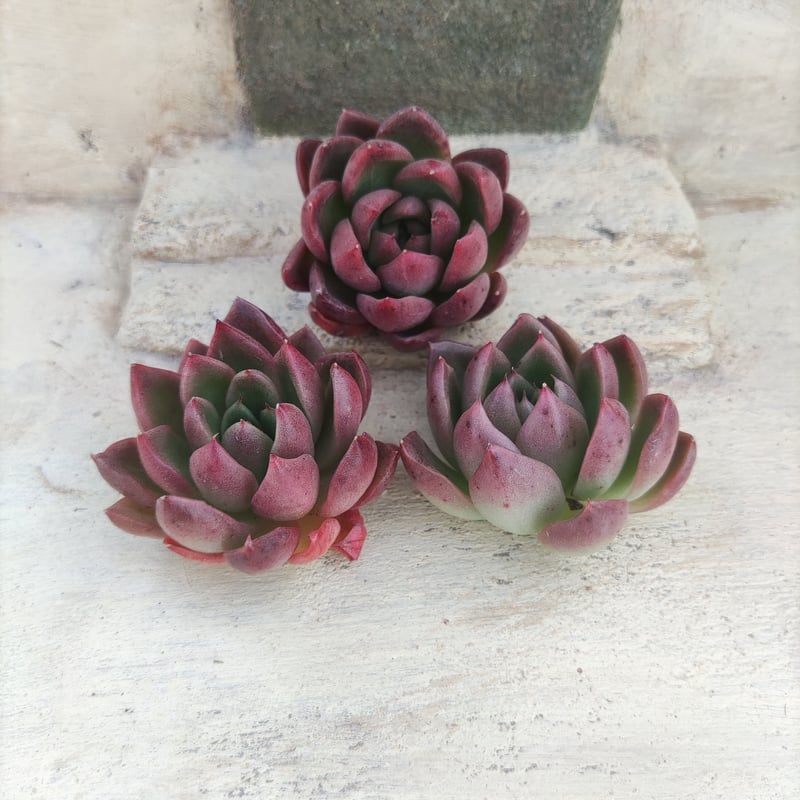 カリスト エケベリア カット苗 | 多肉植物カット苗の通販 | エケベリア 