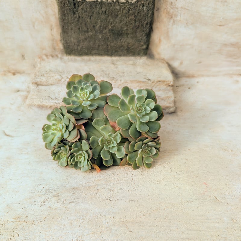 シュガーベイビー エケベリア カット苗 | 多肉植物カット苗の通販