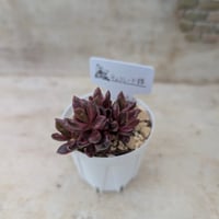 ピーチ姫 （ブロンズ姫錦）グラプトペタルム 抜き苗 | 多肉植物カット