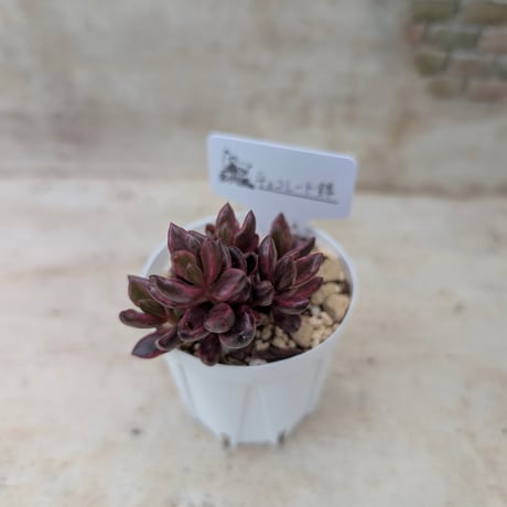 商品一覧 | 多肉植物カット苗の通販 | エケベリア(韓国苗)多肉植物専門