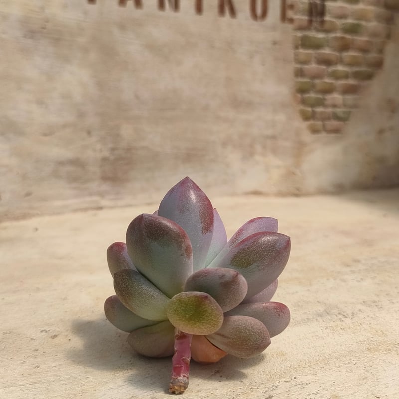 ダミアン エケベリア カット苗 | 多肉植物カット苗の通販 | エケベリア