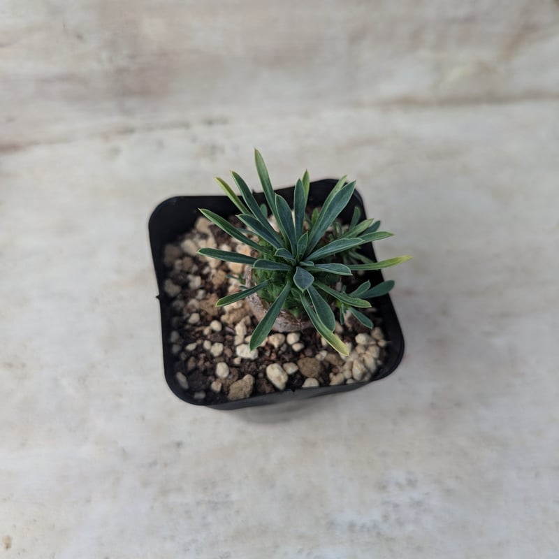 峨眉山 ユーフォルビア 抜き苗 | 多肉植物カット苗の通販 | エケベリア